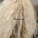 سالن زیبایی و آموزشگاه بانو عباس نژاد(فریاس)