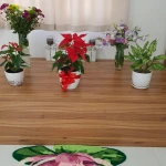 کلاس یوگا آیینگر تهران